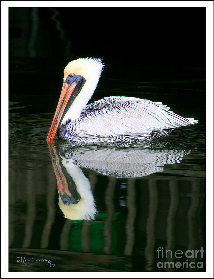 Pelican Reflecting Photograph by Mariarosa Rockefeller