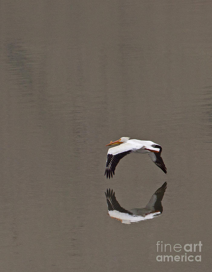 Pelican Reflection #4373 Photograph by J L Woody Wooden
