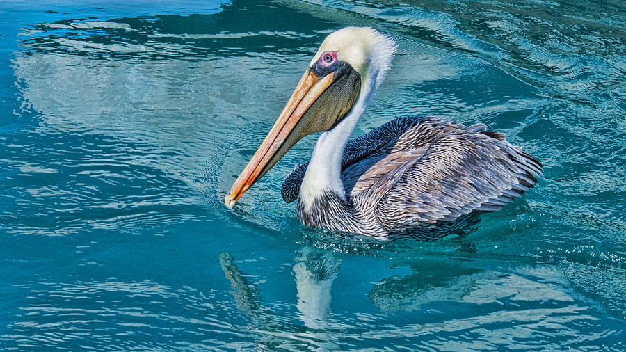 Pelican Reflection Photograph by Don Durfee