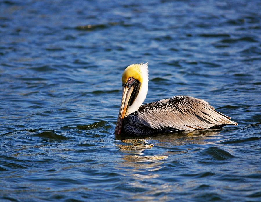 Texas Pelican Photograph by Kristina Deane