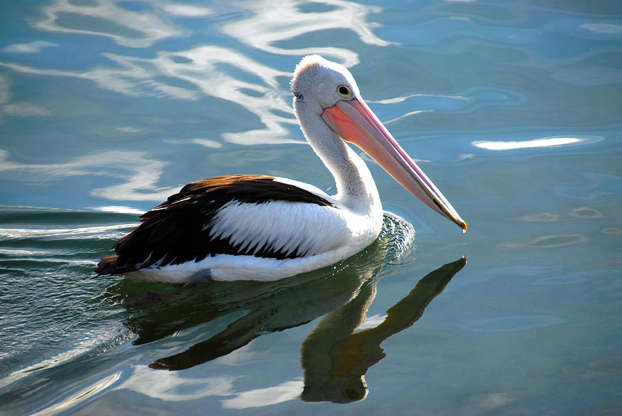 Pelican Reflections Photograph by Glen Johnson