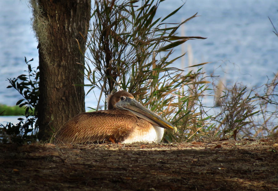 Pelican Rest Photograph by Deborah Smith