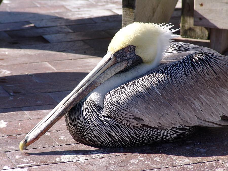 Pelican At Rest Photograph