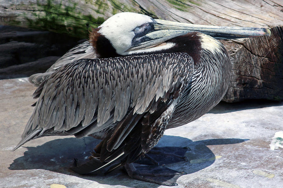 Pelican Resting Photograph by Shoal Hollingsworth