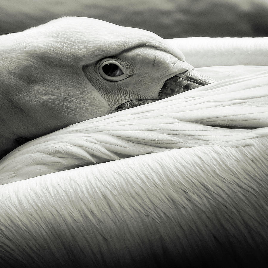 Pelican Photograph - Pelican by Riccardo Berg