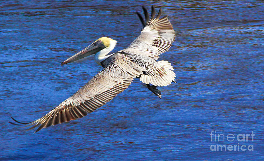 Pelican Photograph by Richard Lynch