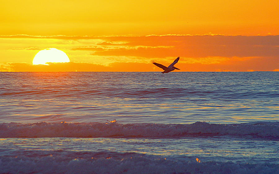 Pelican Rising Photograph by AJ  Schibig
