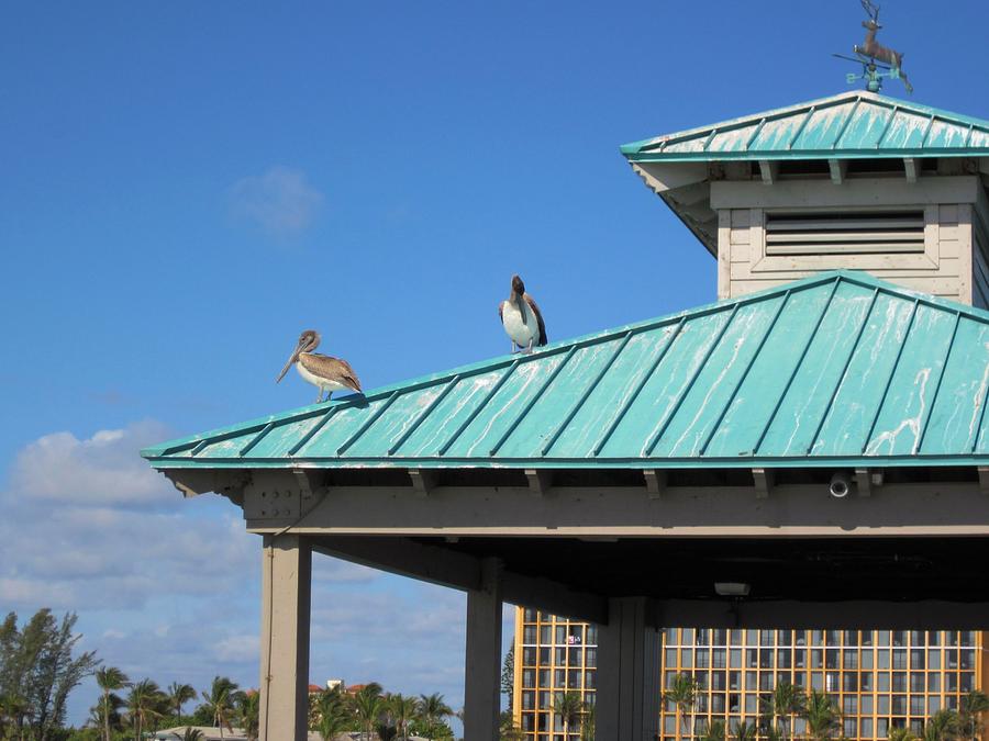Pelican Roof Photograph by MTBobbins Photography