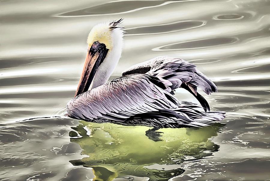 Pelican Photograph by Savannah Gibbs