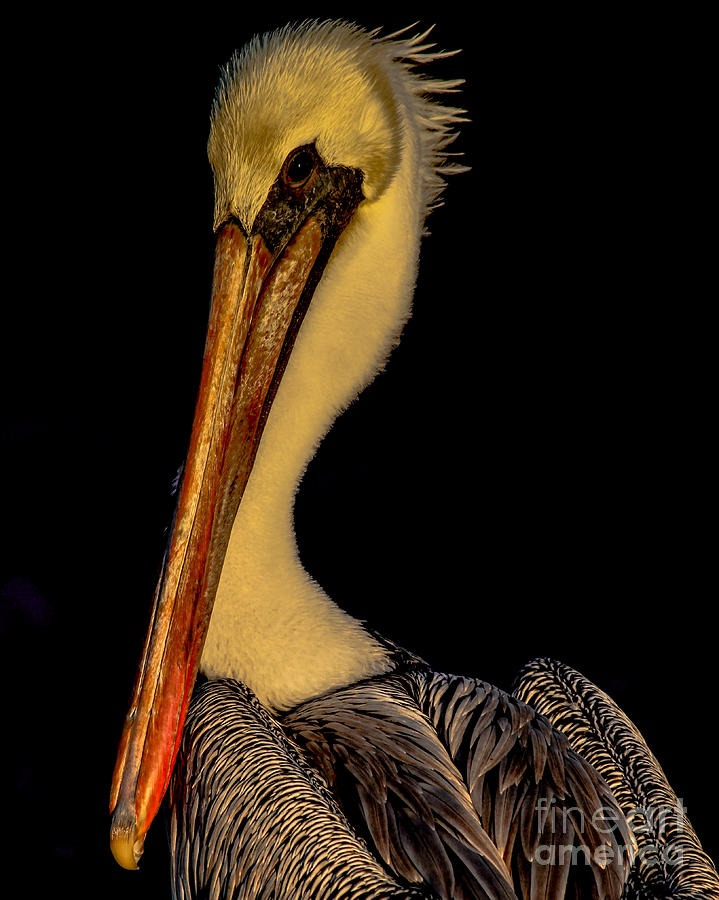 Pelican  Photograph by Scott Moore