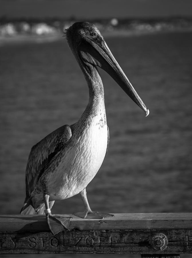 Pelican Sentry Photograph by Dave Hall