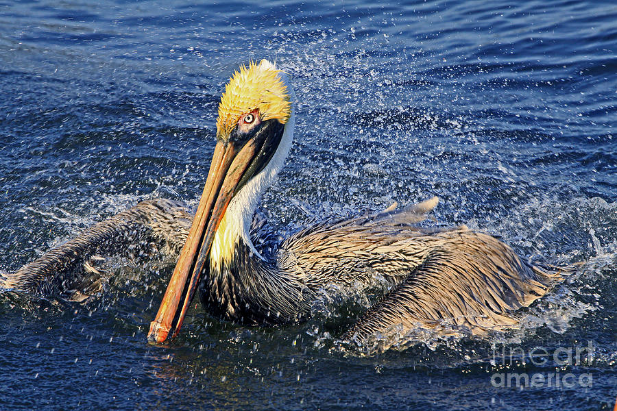 Showering Pelican Photograph by Larry Nieland