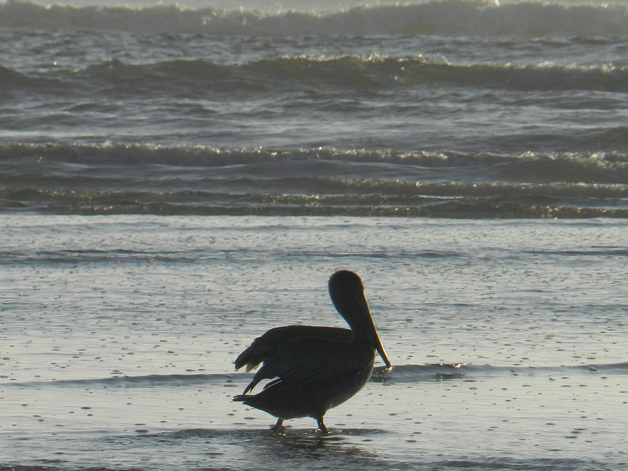 Pelican Silhouette Photograph by Deborah Ferree