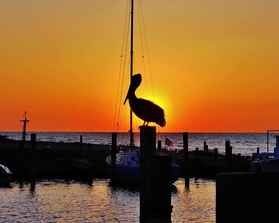 Pelican Silhouette Harbor Sunset 2 4/09 Photograph by Mark Lemmon