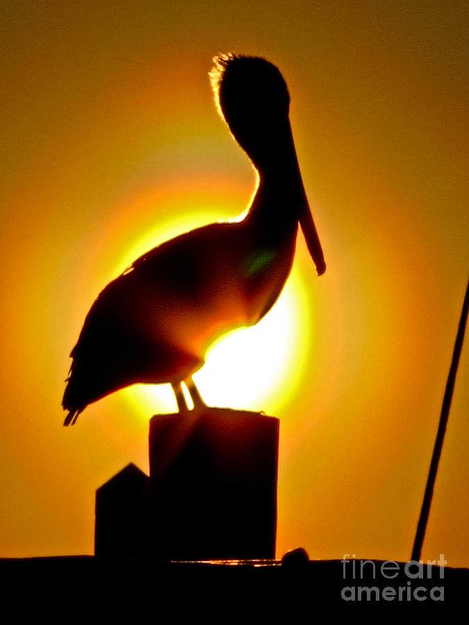 Pelican Silhouette  Photograph by Scott Moore