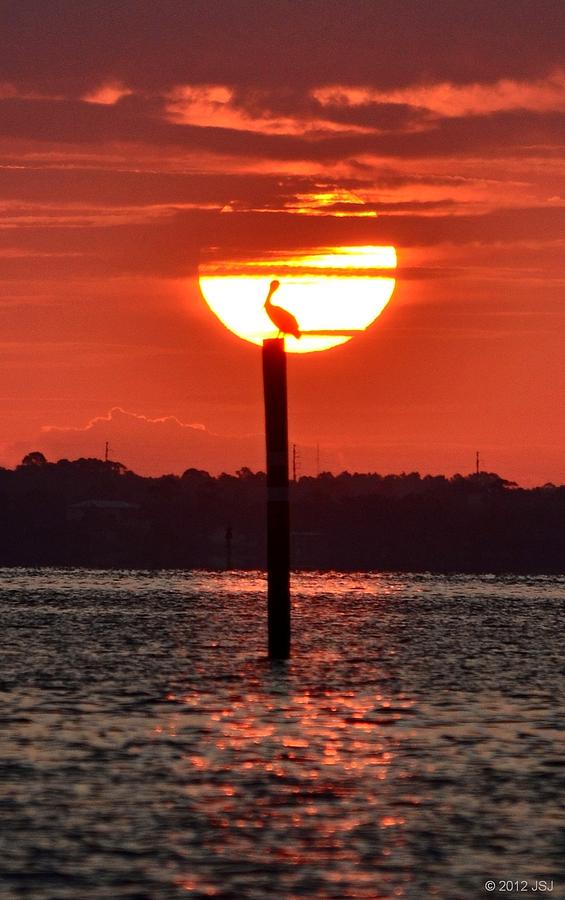 Pelican Silhouette Sunrise on Sound Photograph by Jeff at JSJ Photography