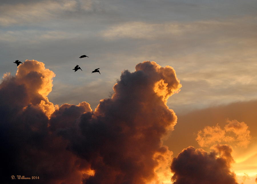 Pelican Silhouettes Photograph by Dan Williams