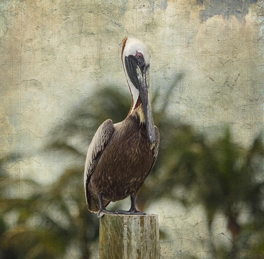 Pelican Photograph - Pelican - Sitting Around by Kim Hojnacki