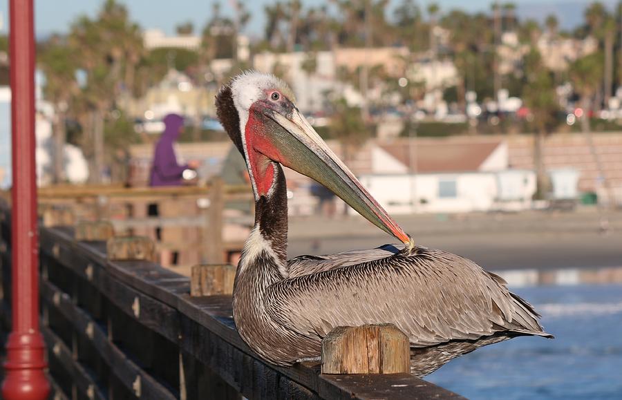 Pelican Sitting on Pier  Photograph by Christy Pooschke
