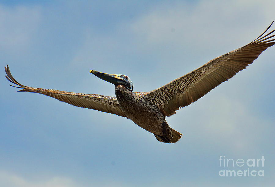 Pelican Soars High Above in Arial Search Photograph by Wayne Nielsen