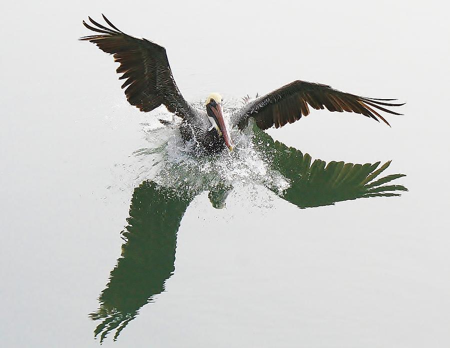 Pelican Splash Down Photograph by Paulette Thomas Fine Art America