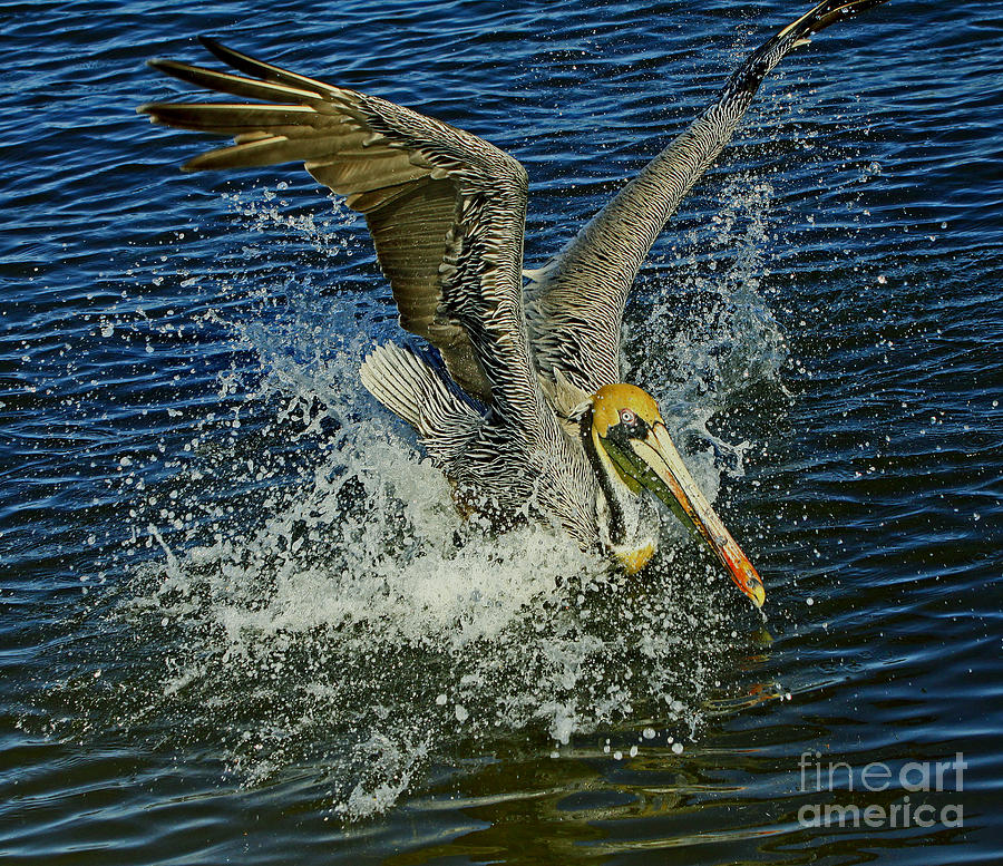 Pelican Splash Landing Photograph by Larry Nieland