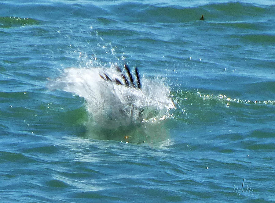 Pelican Splash Photograph by Marie Morrisroe