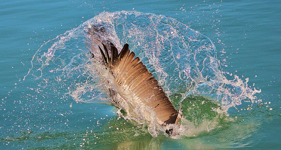 Pelican Splash Photograph by Paulette Thomas - Fine Art America