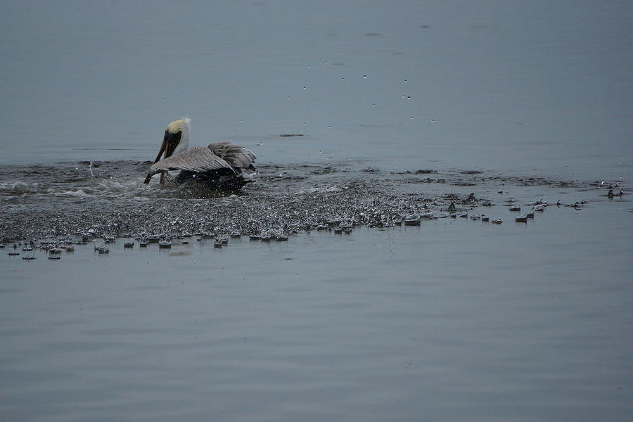 Pelican Photograph - Pelican Splashdown with beads of water by Scott Dovey