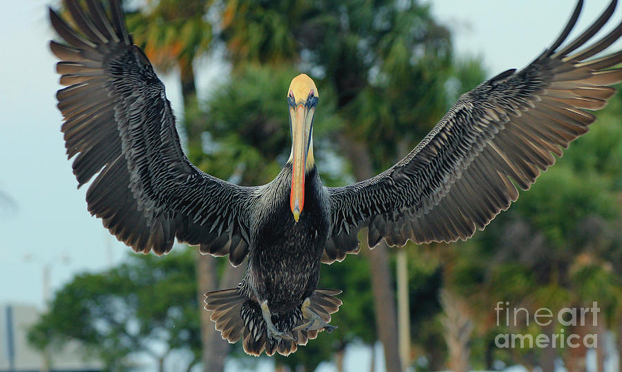 Pelican Spread Photograph by Larry Nieland
