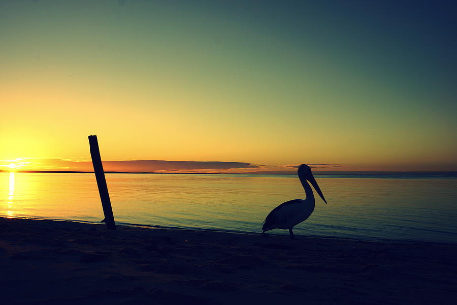 Pelican stands beside calm sea at sunset Photograph by Nigel Killeen