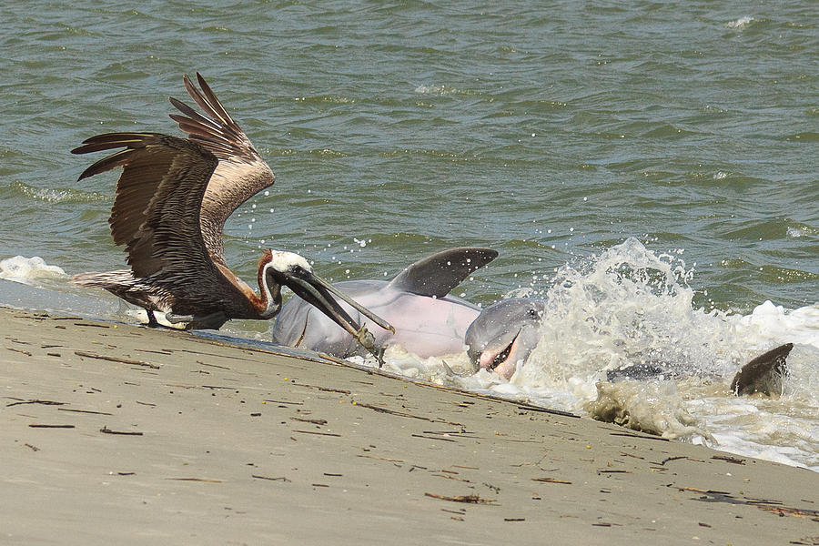 Pelican Steals the Fish Photograph by Patricia Schaefer