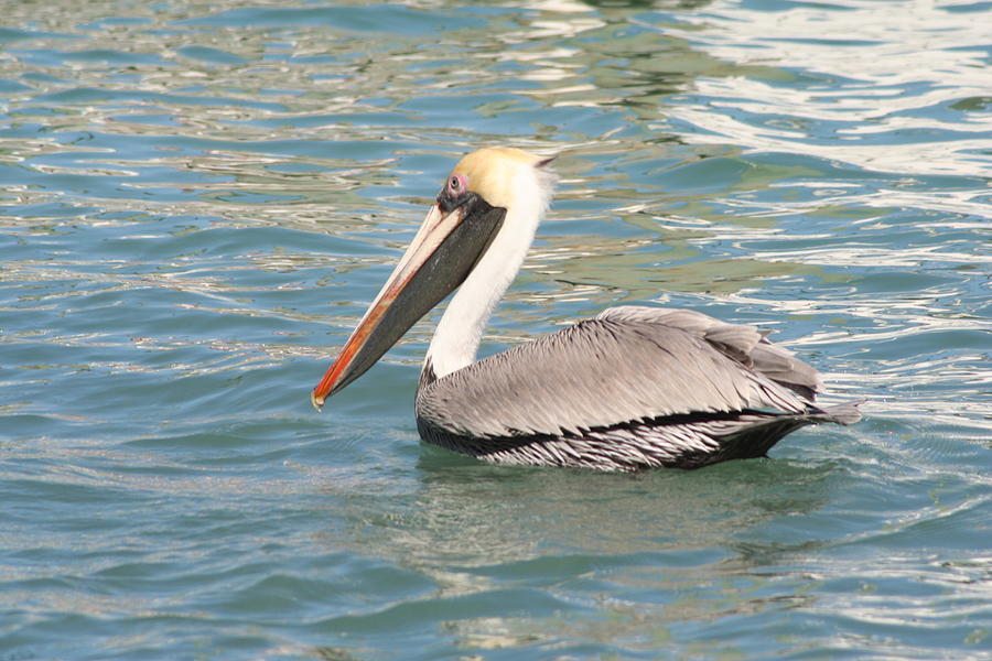 Pelican Photograph - Pelican by Stephanie  Kriza