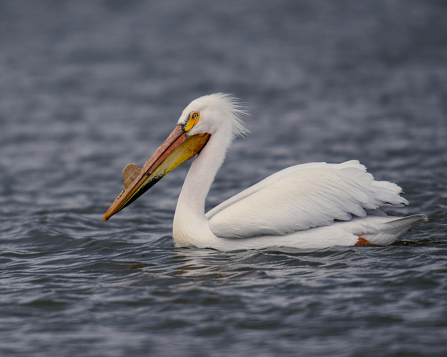 Spring Photograph - Pelican by Steve Thompson