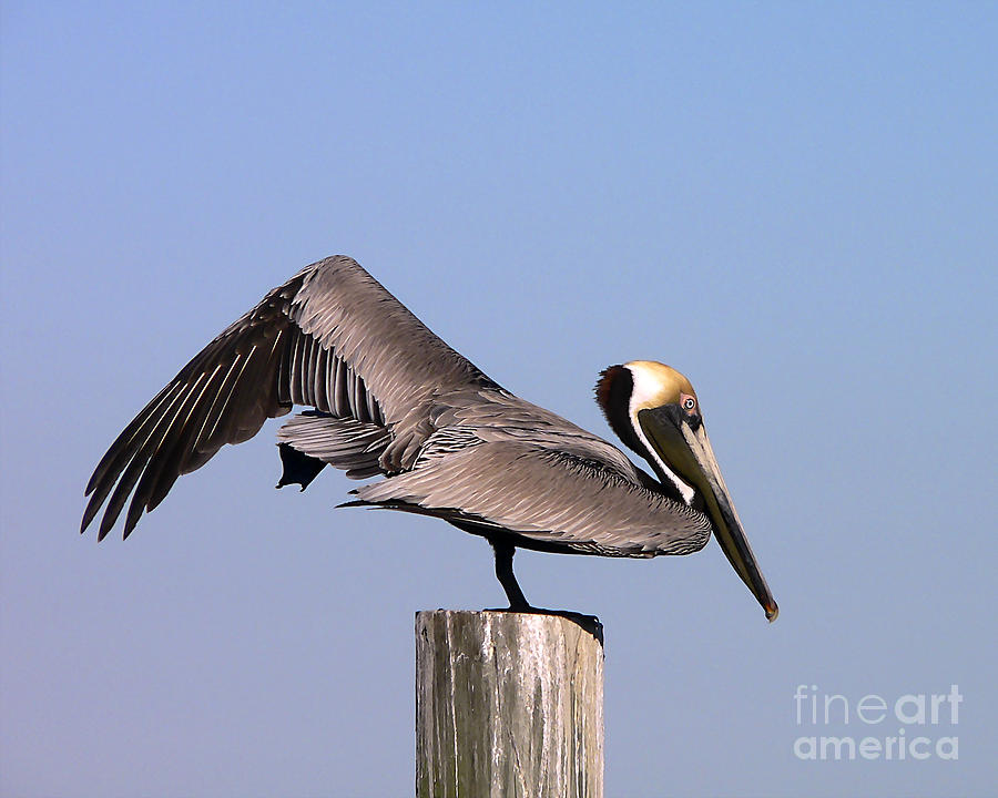 Pelican Photograph - Pelican Stretch by Al Powell Photography USA