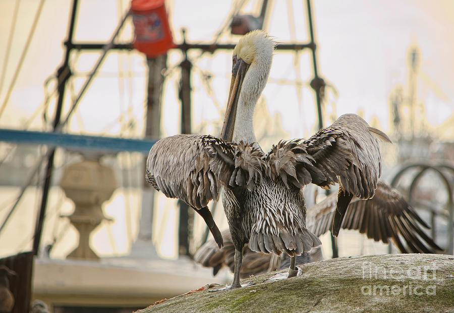 Pelican Strut Photograph by Donna Greene
