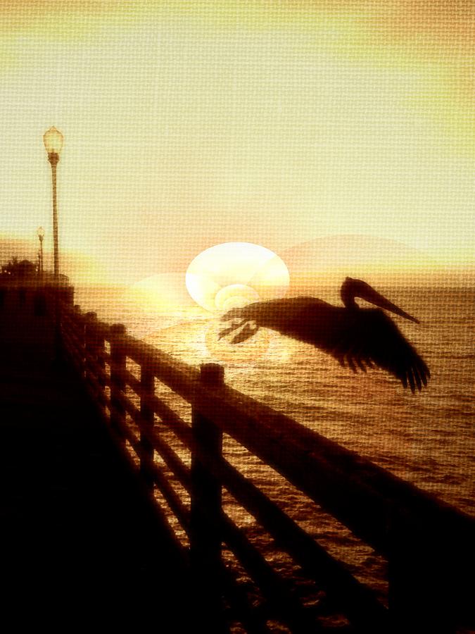 Pelican Sun Photograph by Amanda Eberly