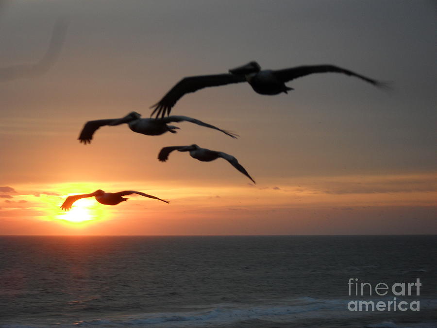 Pelican Photograph - Pelican Sun up by Laurie Lundquist