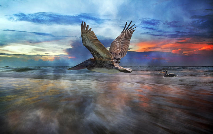 Pelican Photograph - Pelican Sunrise by Betsy Knapp