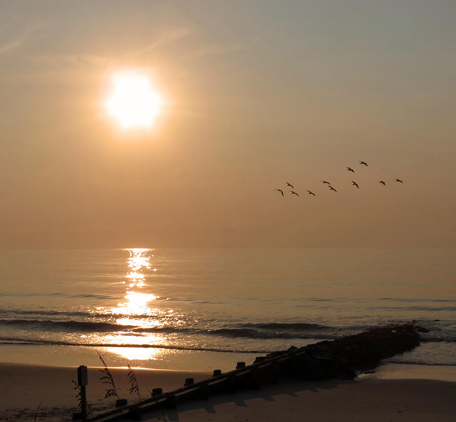 Pelican Sunrise Photograph by Deborah Smith