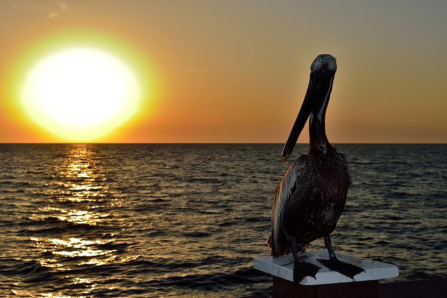 Pelican Sunset 2 Photograph by Richard Zentner