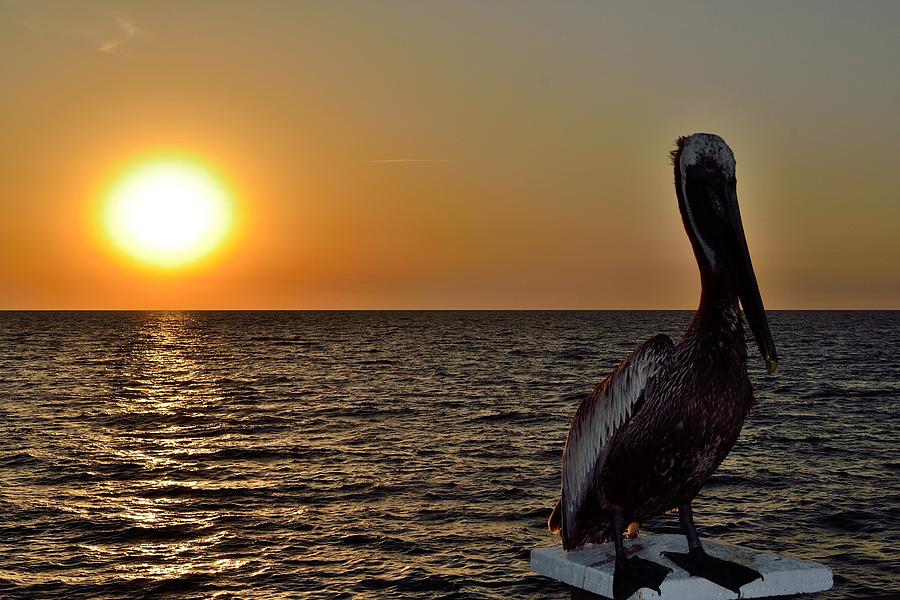 Pelican Sunset 3 Photograph by Richard Zentner