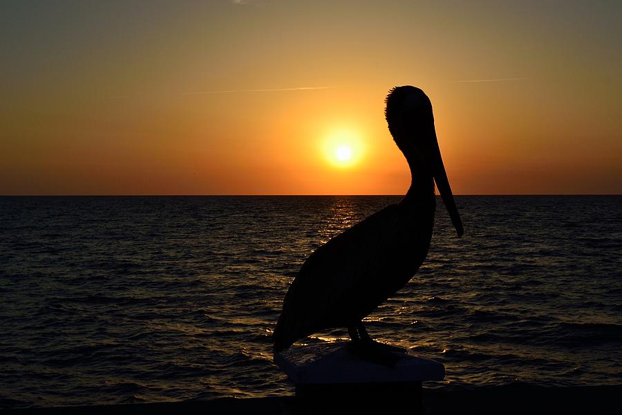 Pelican Sunset 4 Photograph by Richard Zentner
