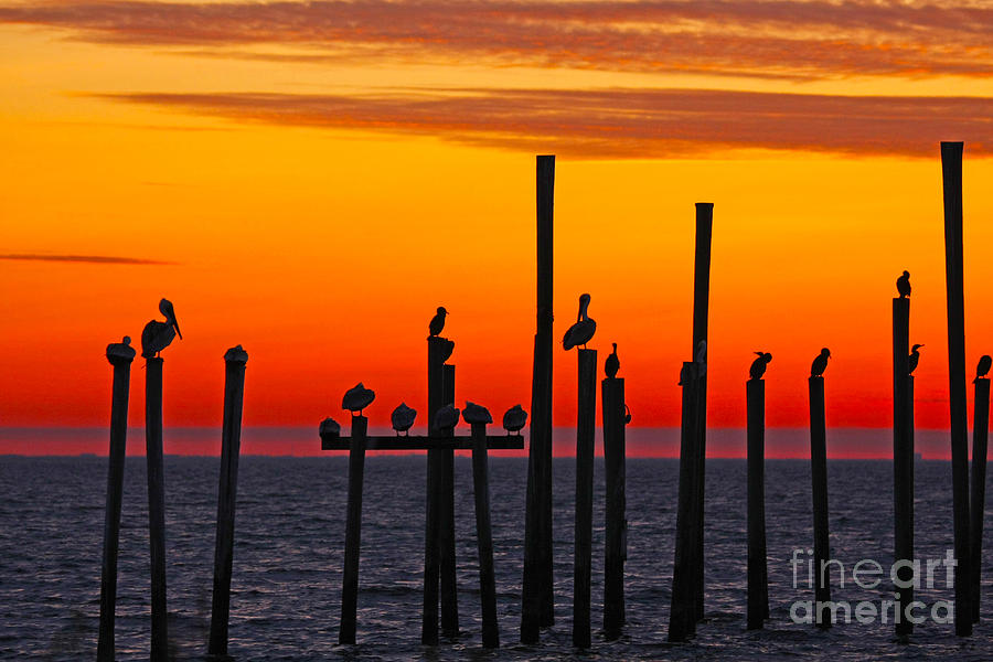 Pelican Sunset in Louisiana Photograph by Luana K Perez