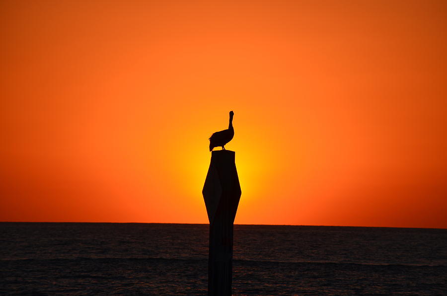 Pelican Sunset Photograph by James Petersen