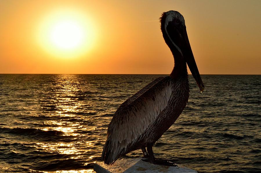 Pelican Sunset Photograph by Richard Zentner