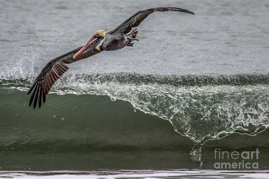 Pelican Surfing Photograph by Scott Moore