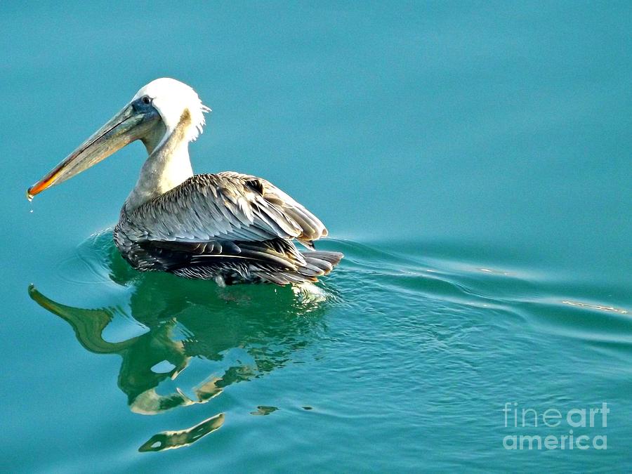 Pelican Photograph - Pelican Swimming by Clare Bevan