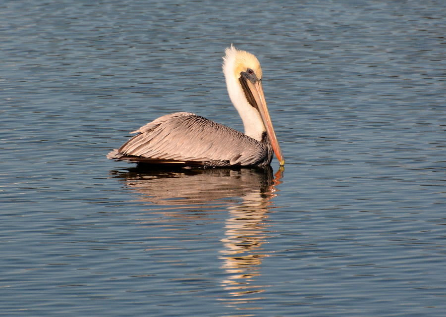 Pelican swimming in calm waters Photograph by Dan Williams