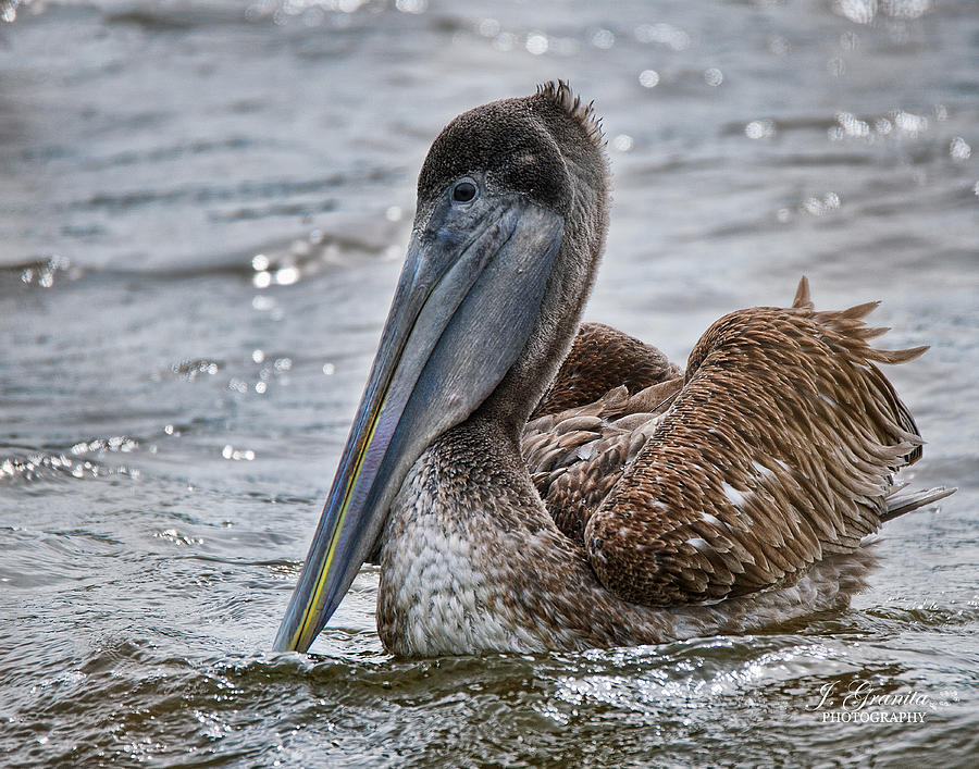 Pelican Swimming Photograph by Joe Granita